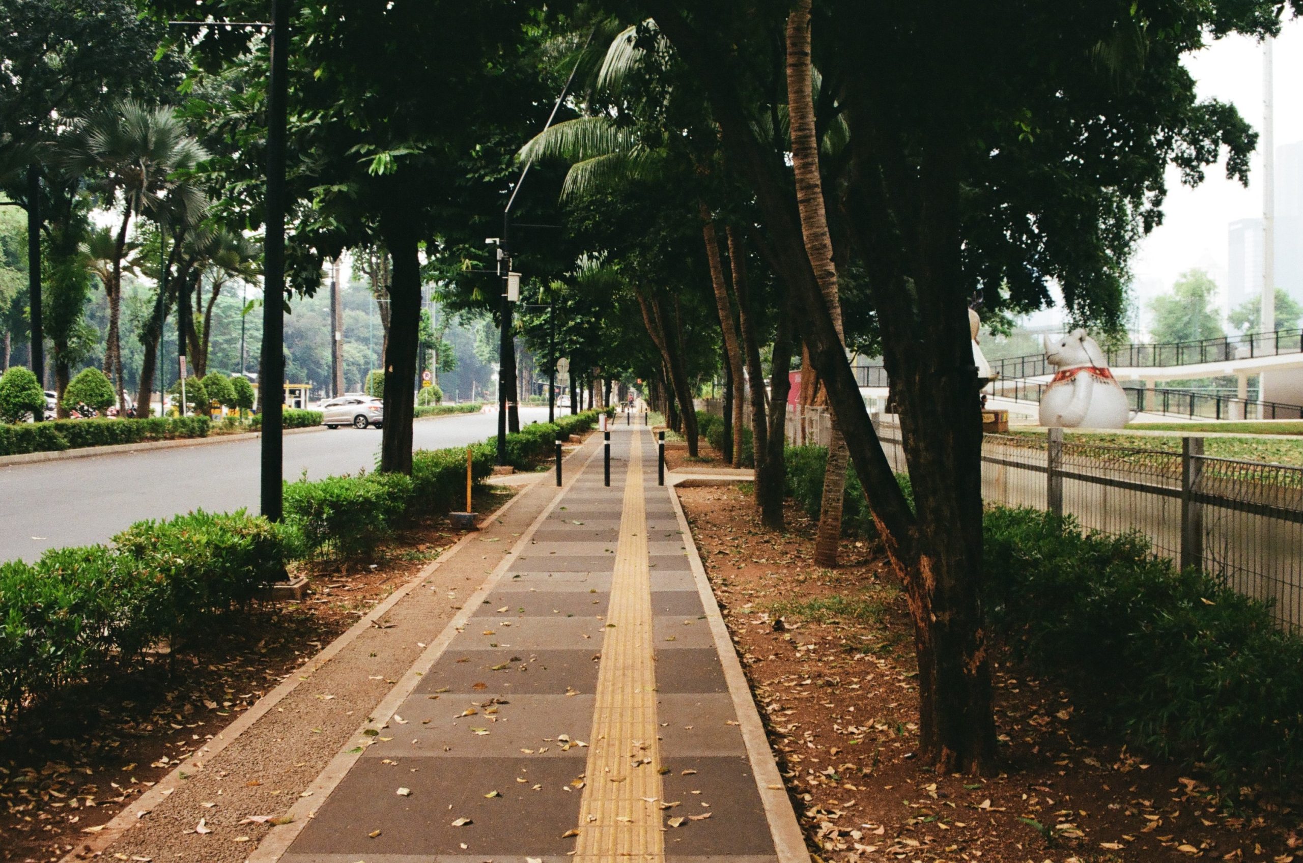 street trees